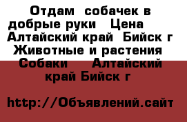 Отдам  собачек в добрые руки › Цена ­ 1 - Алтайский край, Бийск г. Животные и растения » Собаки   . Алтайский край,Бийск г.